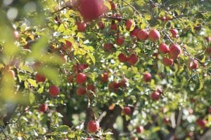 Image of red apples on a tree.