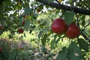 Image of two red apples on a tree.
