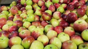 Image of mixed green and red apples in a large crate.