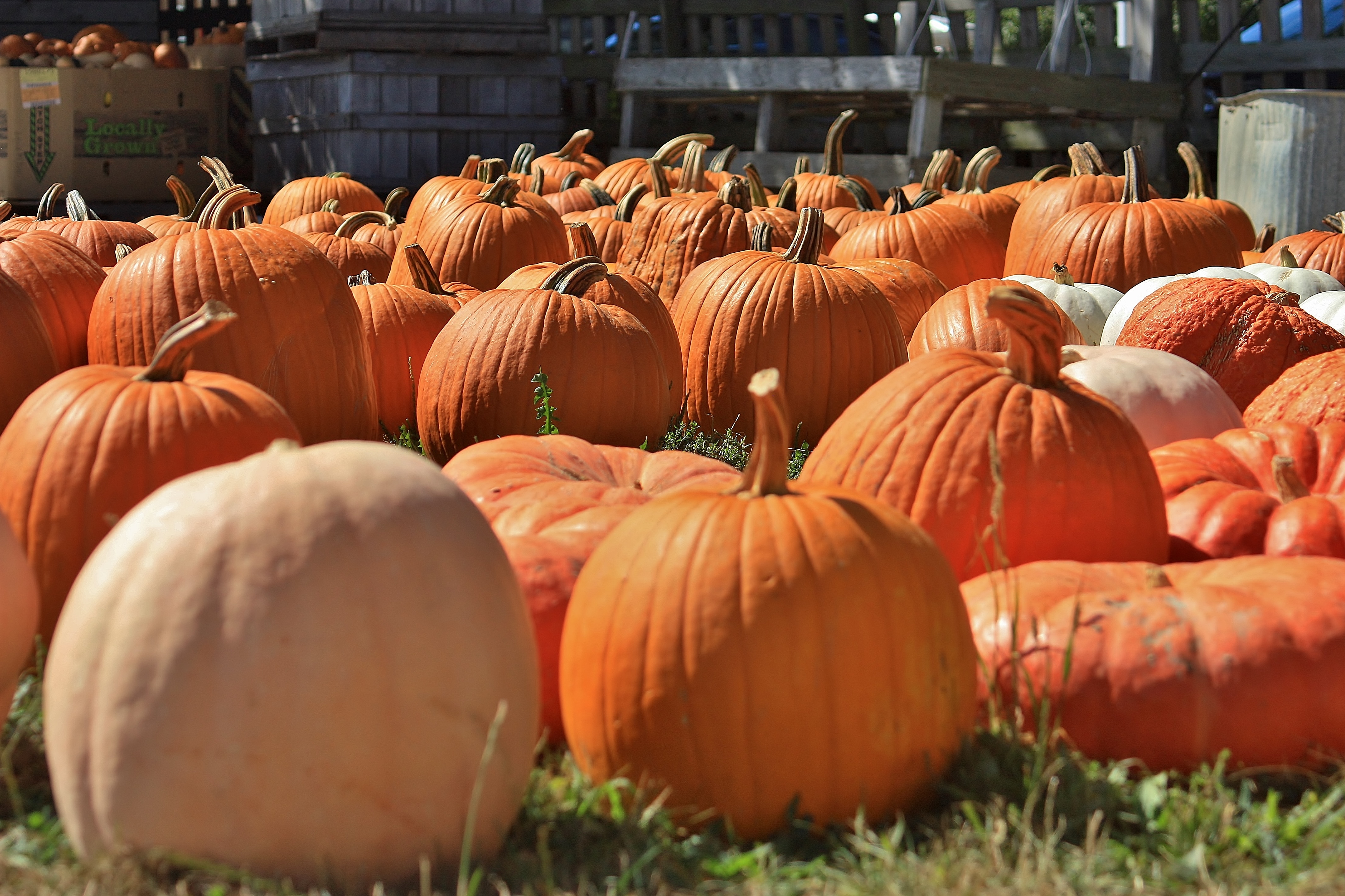 Pumpkin Patch