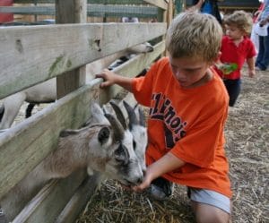 Image of child feeding goats.